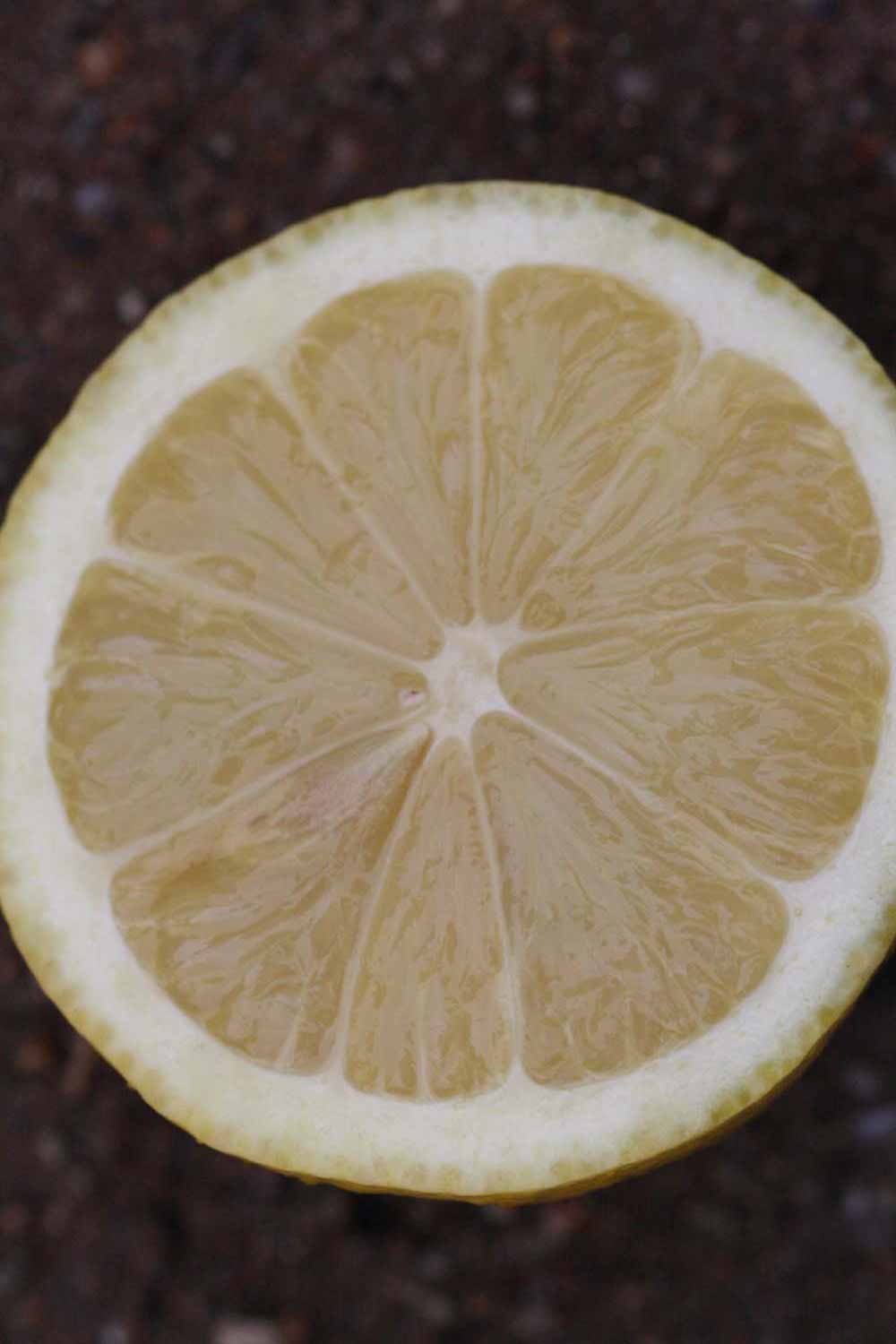              Fruit cross-section (Riverside, CA)       